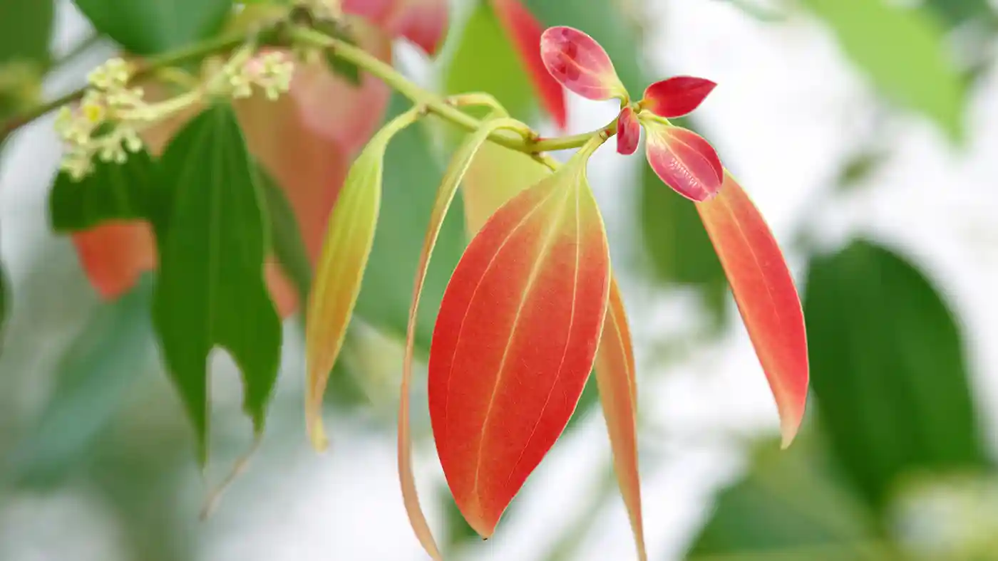 Close up young cinnamon leaves