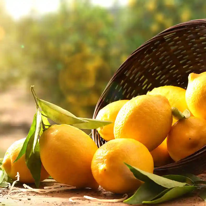 Lemon basket at sunset