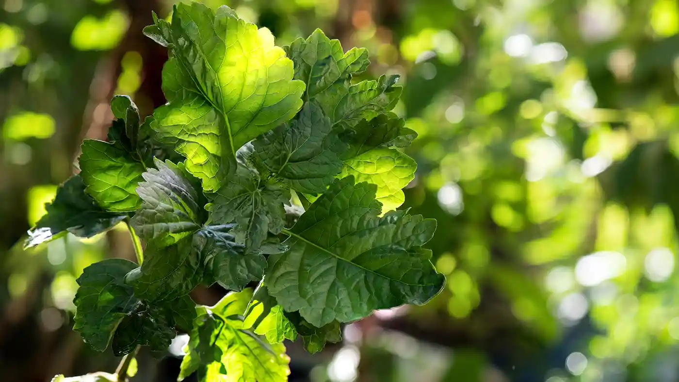 Patchouli branch green leaves