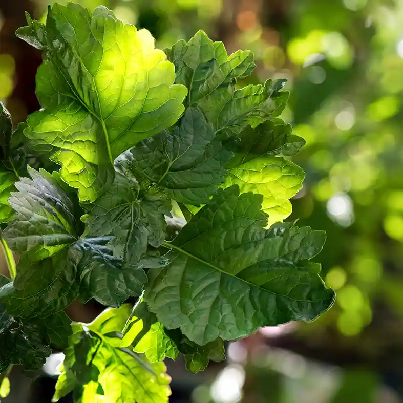 Patchouli branch green leaves