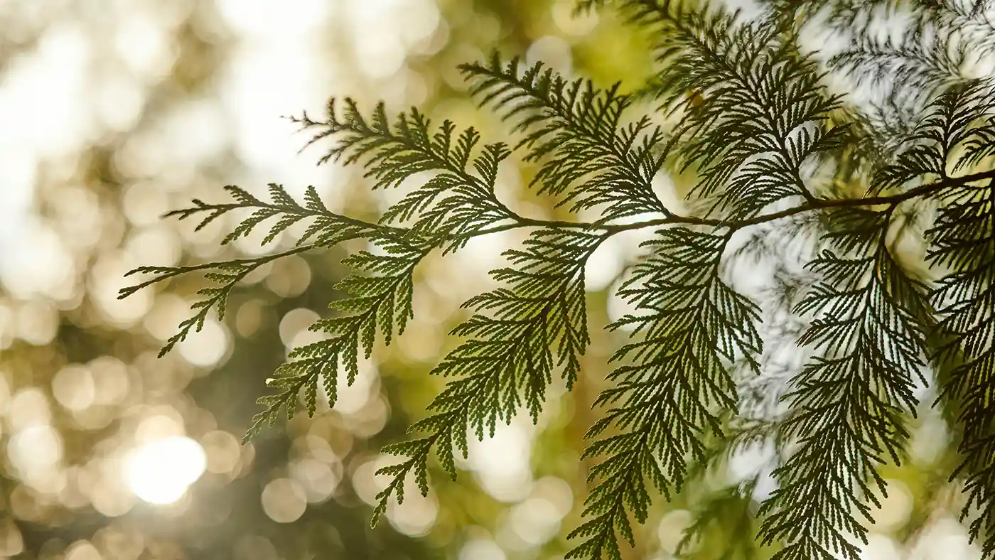 Cedar tree branch close up