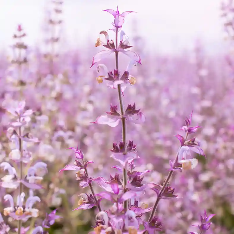 Close up of clary sage flowers