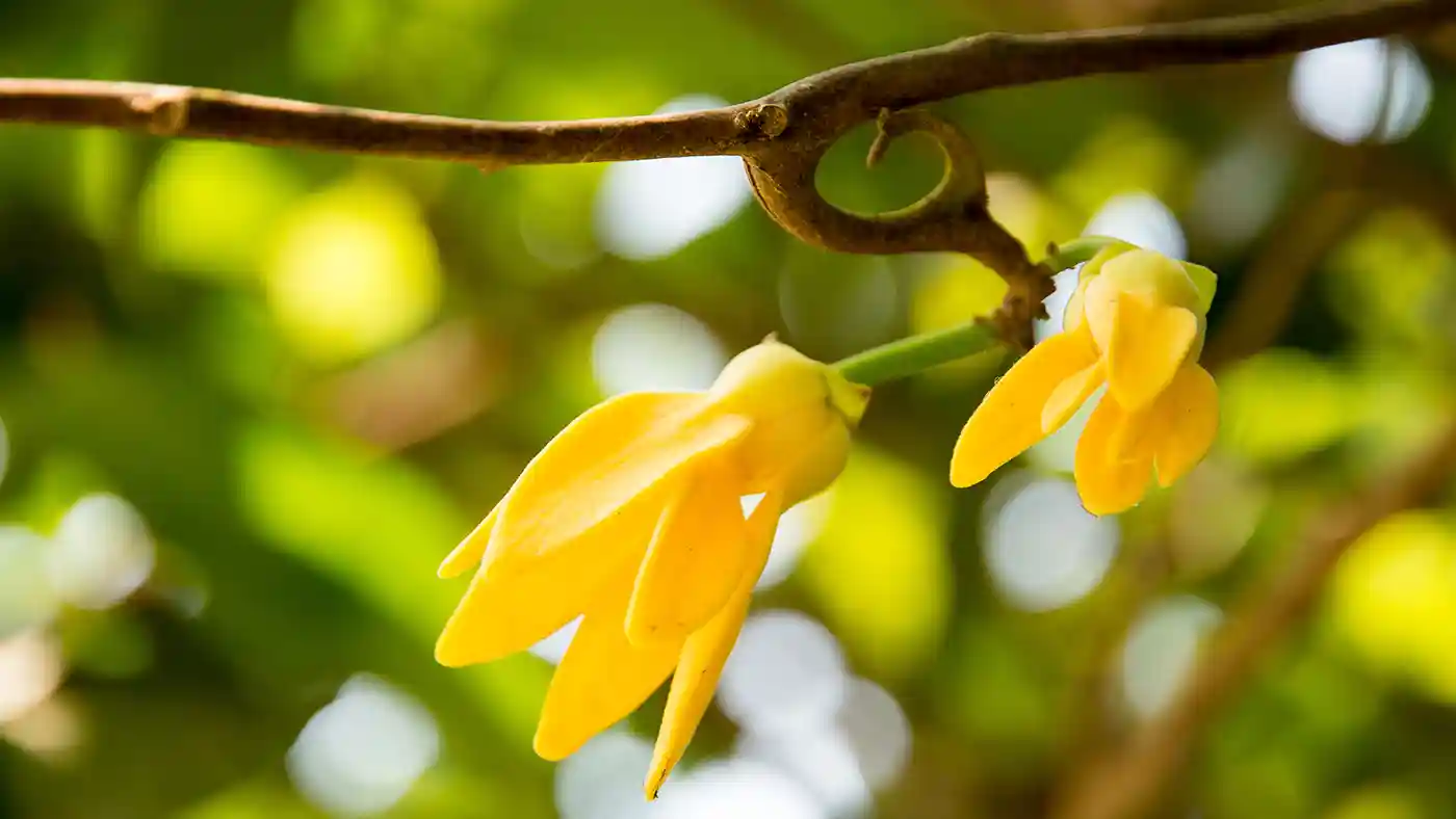 Close up of ylang ylang flowers