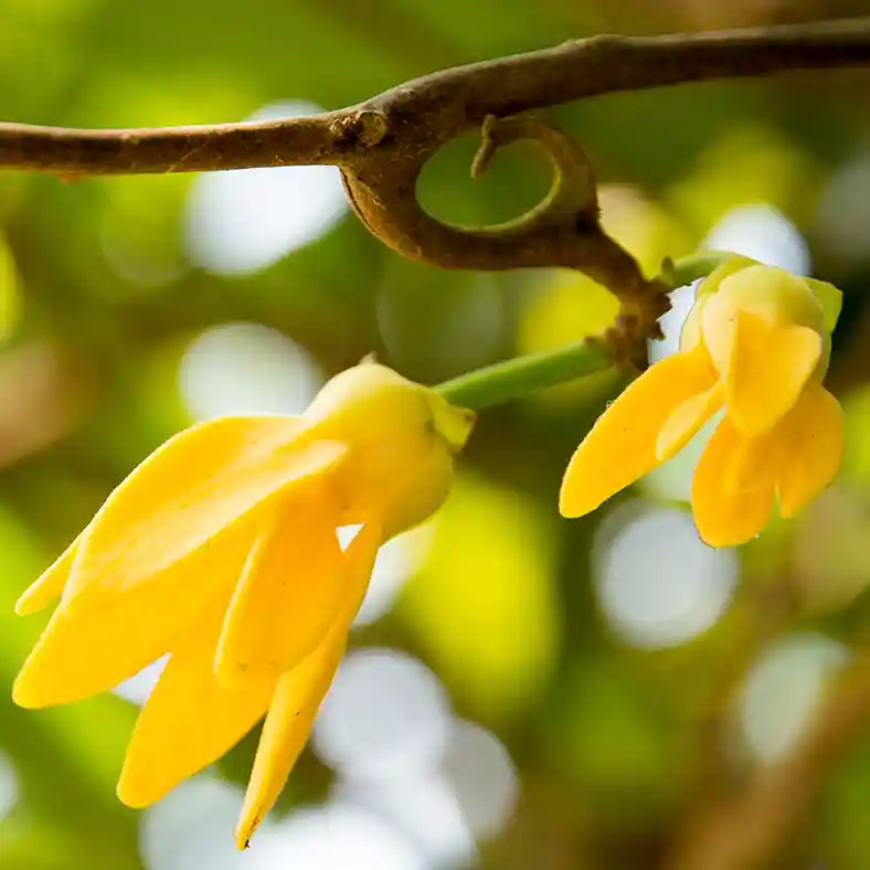 Close up of ylang ylang flowers